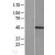 Western Blot: MMP23B Lysate [NBL1-13157] - Western Blot experiments.  Left-Control; Right -Over-expression Lysate for MMP23B.